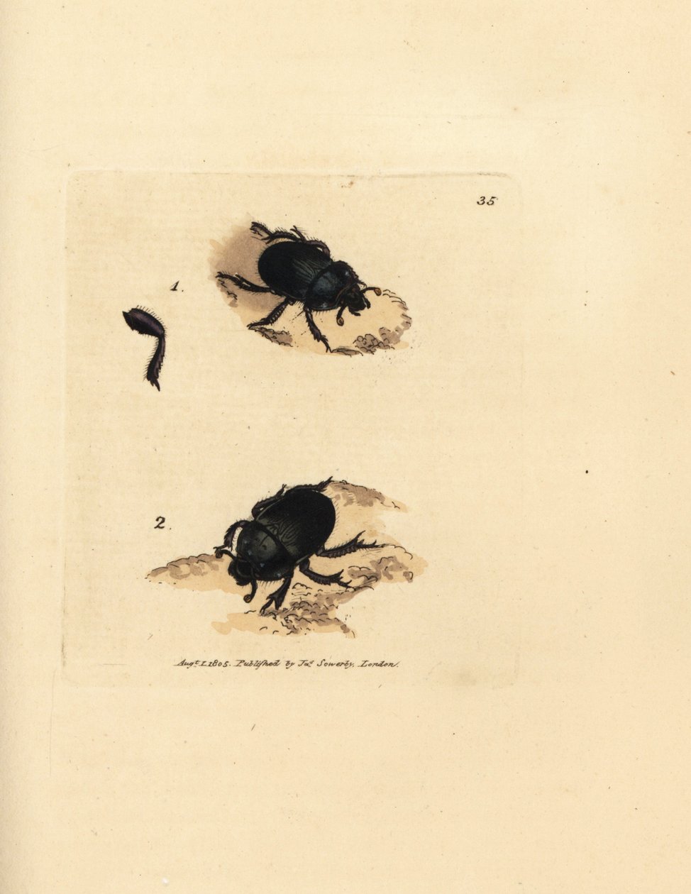 خنفساء دور أو خنفساء الروث المملة للأرض ، Geotrupes puncticollis (Scarabaeus spiniger). نقش على لوح نحاسي ملون يدويًا بواسطة James Sowerby من The British Miscellany ، أو أشكال ملونة لموضوعات حيوانية جديدة أو نادرة أو غير معروفة. بواسطة جيمس سويربي