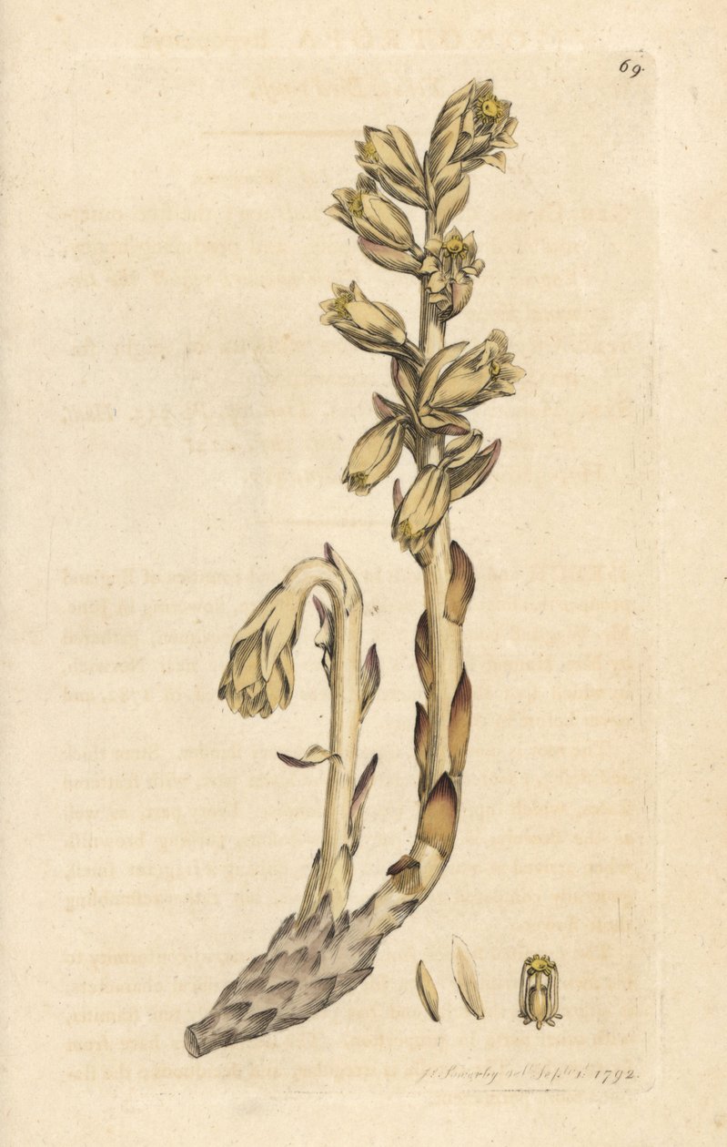 غليون هولندي، Monotropa Hypopitys (عش الطائر الأصفر، Monotropa Hypopithys) (Aristoloche) نقش على صفيحة نحاسية ملونة يدويًا بعد رسم توضيحي لجيمس سويربي من علم النبات الإنجليزي لجيمس سميث، لندن بواسطة جيمس سويربي
