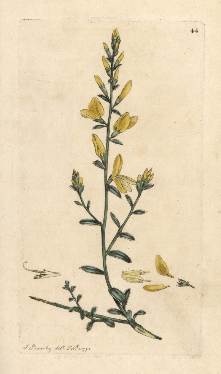 مكنسة داير أو الأعشاب الخضراء للصباغ ، Genista tinctoria نقش على لوح نحاسي ملون يدويًا بعد رسم توضيحي من قبل جيمس سويربي من علم النبات الإنجليزي لجيمس سميث ، لندن بواسطة جيمس سويربي