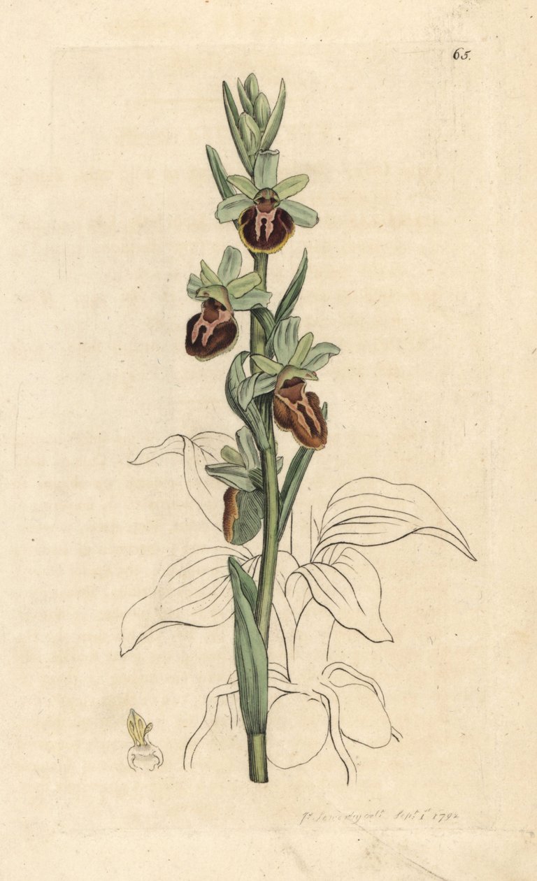 السحلية العنكبوتية المبكرة ، Ophrys sphegodes (Spider orchis ، Ophrys aranifera). نقش على لوح نحاسي ملون يدويًا بعد رسم توضيحي لجيمس سوربي من علم النبات الإنجليزي لجيمس سميث ، لندن بواسطة جيمس سويربي
