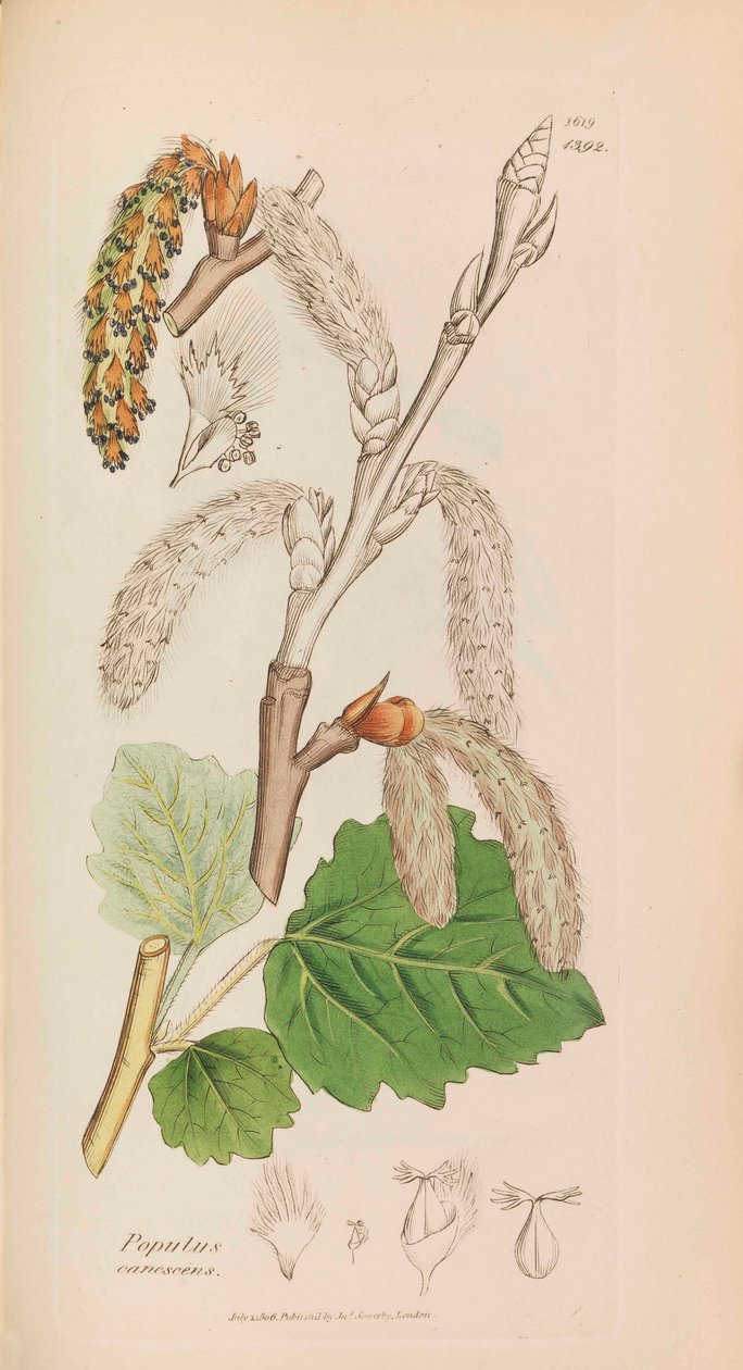 علم النبات الإنجليزي ، 1790-1800. بواسطة جيمس سويربي