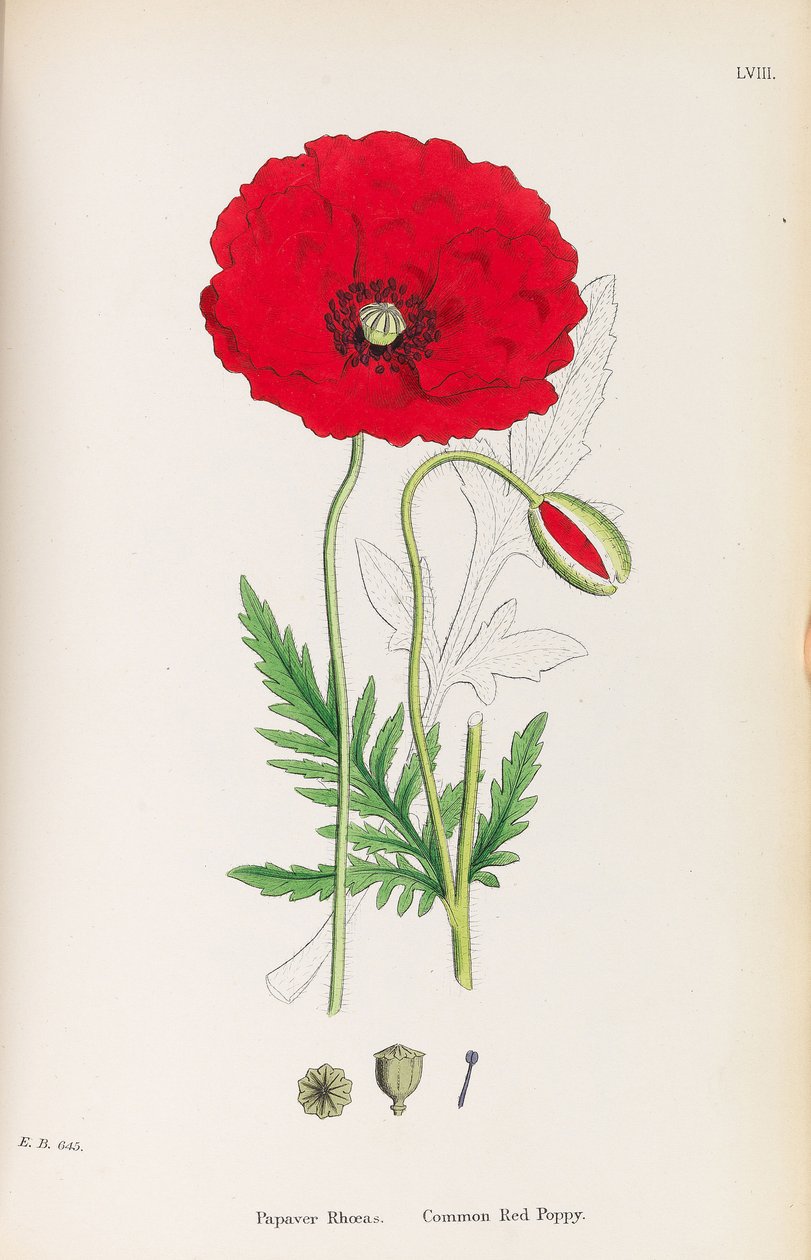 علم النبات الإنجليزي ، 1790-1800. بواسطة جيمس سويربي