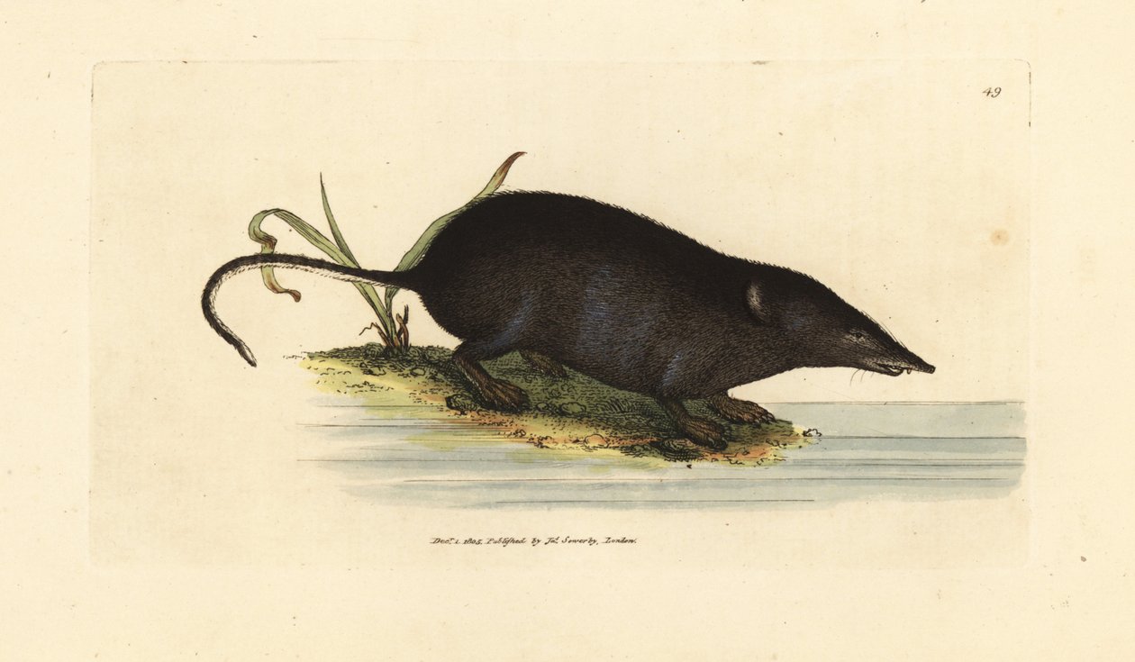 الزبابة المائية الأوراسية ، Neomys fodiens (Sorex ciliatus ، الزبابة المائية ذات الذيل المهدب). نقش على لوح نحاسي ملون يدويًا بواسطة James Sowerby من The British Miscellany ، أو أشكال ملونة لموضوعات حيوانية جديدة أو نادرة أو غير معروفة. بواسطة جيمس سويربي