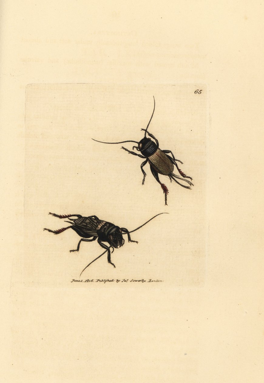 لعبة الكريكيت الميدانية ، Gryllus campestris (Accheta campestris). نقش على لوح نحاسي ملون يدويًا بواسطة James Sowerby من The British Miscellany ، أو أشكال ملونة لموضوعات حيوانية جديدة أو نادرة أو غير معروفة. بواسطة جيمس سويربي