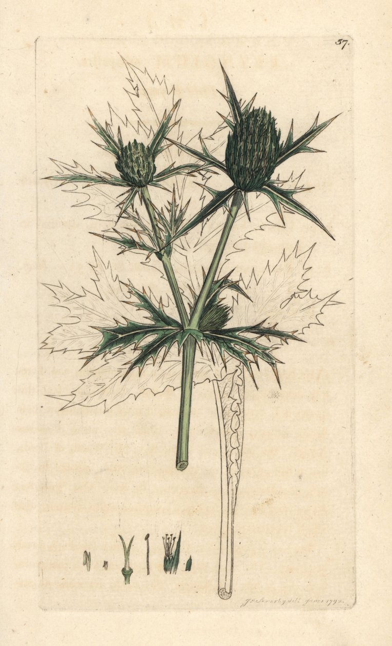 حقل eryngo ، Eryngium campestre (Panicaut champetre) نقش على لوح نحاسي ملون يدويًا بعد رسم توضيحي بواسطة James Sowerby من James Smith