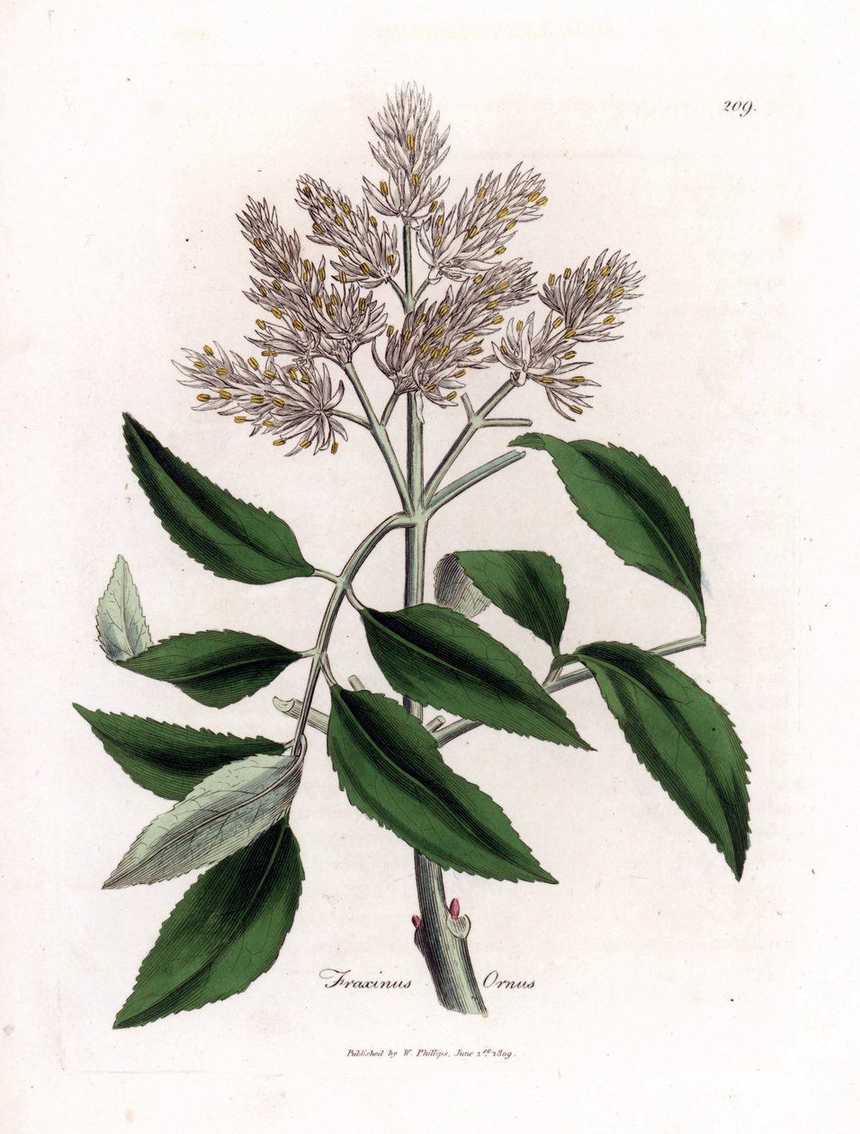 شجرة الرماد المزهرة ، Fraxinus ornus. نقش على لوح نحاسي ملون يدويًا من رسم نباتي رسمه جيمس سوربي من ويليام وودفيل والسير ويليام جاكسون هوكر "" علم النبات الطبي ، "جون بون ، لندن بواسطة جيمس سويربي