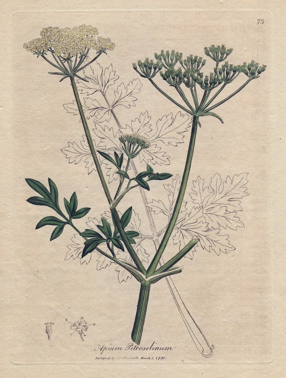 البقدونس المقلي (Apium petroselinum). نقش نحاسي ملون يدويًا من رسم توضيحي لجيمس سوربي. مقتطفات من كتاب ويليام وودفيل والسير ويليام جاكسون هوكر "" Botanique Medicinale "" 1832. جذب Sowerby الدؤوب (1757-1822) المزيد بواسطة جيمس سويربي