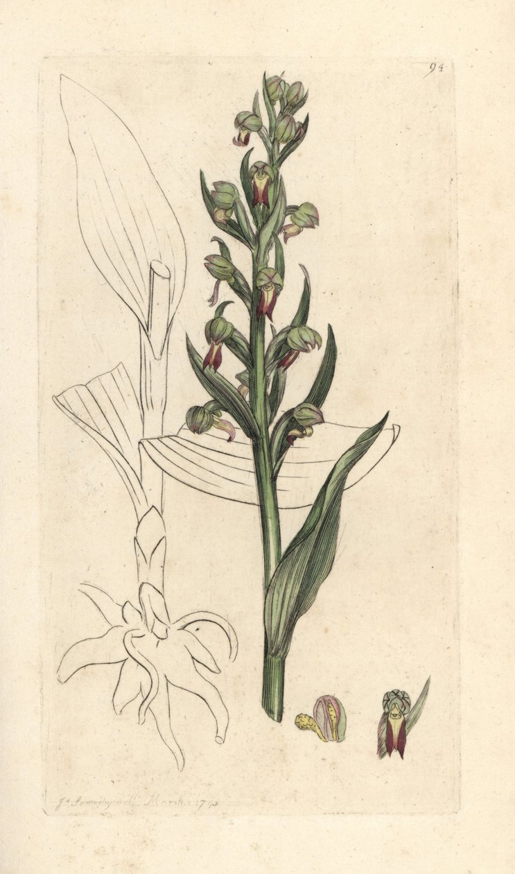 ضفدع أوركيد ، Dactylorhiza viridis (Frog satyrion or orchis ، Satyrium viride). نقش على لوح نحاسي ملون يدويًا بعد رسم توضيحي لجيمس سوربي من علم النبات الإنجليزي لجيمس سميث ، لندن بواسطة جيمس سويربي