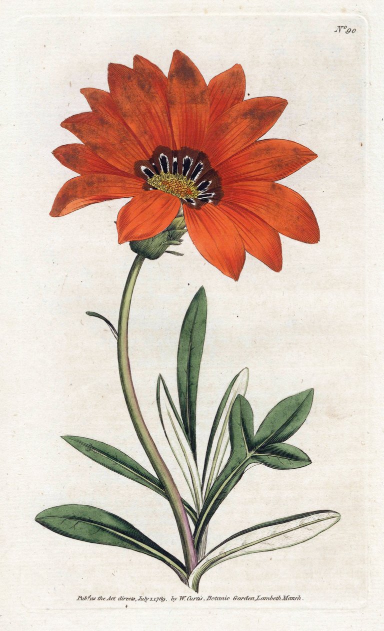 Gazania (gazania) steep - الطباعة الحجرية بواسطة James Sowerby (1757-1822) ، من مجلة William Curtis النباتية (1746-1799) بواسطة جيمس سويربي