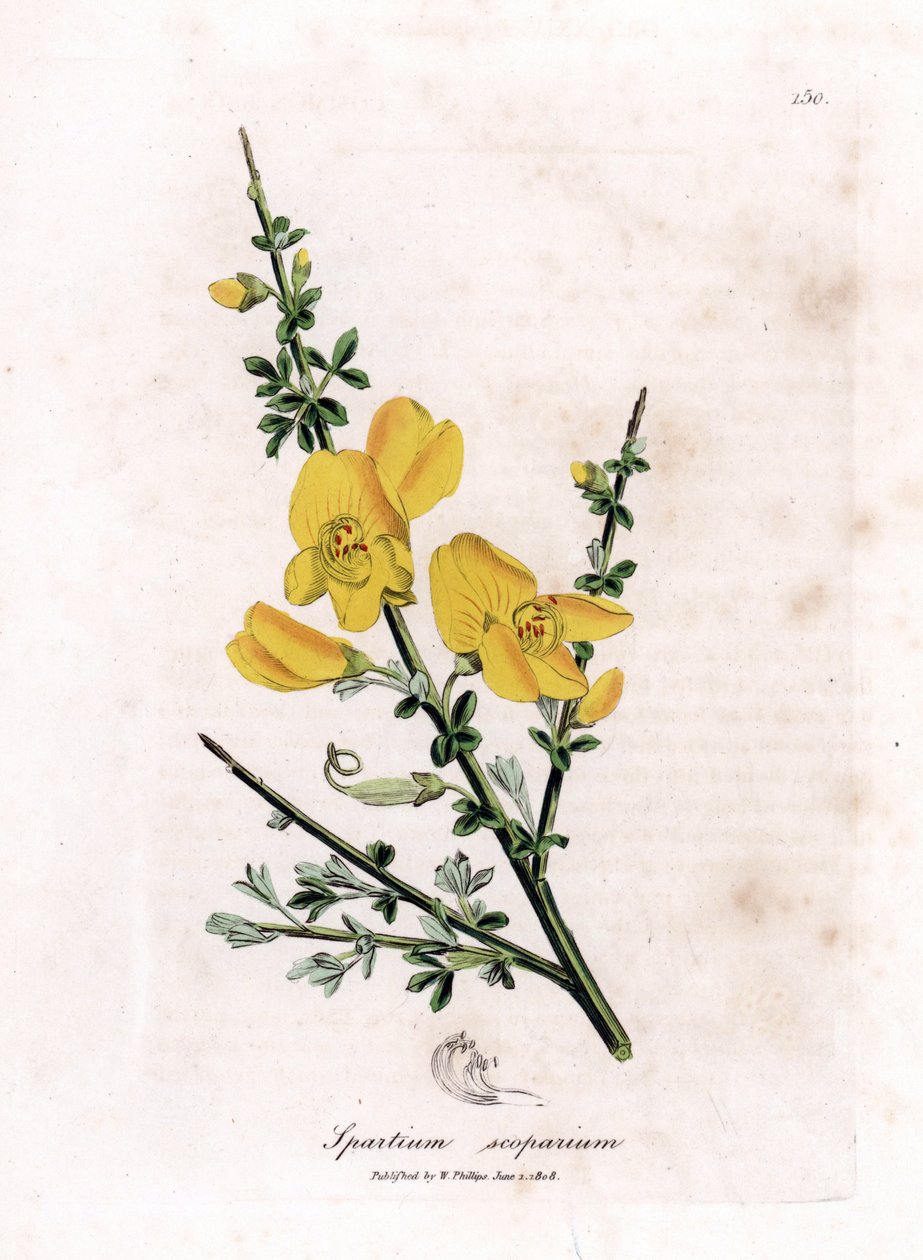 احصل على مكنسة - مكنسة شائعة ، Cytisus scoparius. نقش على لوح نحاسي ملون يدويًا من رسم نباتي رسمه جيمس سوربي من ويليام وودفيل والسير ويليام جاكسون هوكر "" علم النبات الطبي ، "جون بون ، لندن بواسطة جيمس سويربي