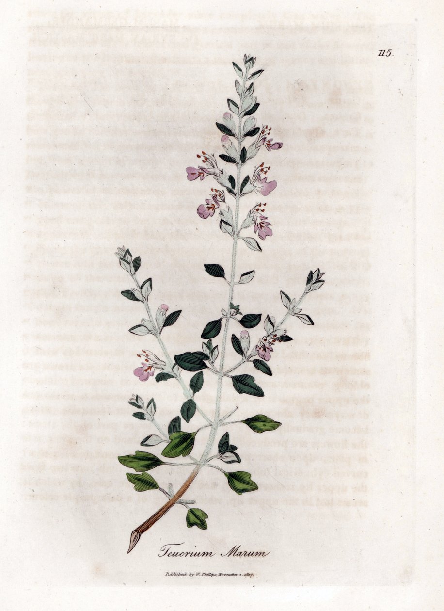 Germandree marum أو germandree للقطط - زعتر القط ، Teucrium marum. نقش على لوح نحاسي ملون يدويًا من رسم نباتي رسمه جيمس سوربي من ويليام وودفيل والسير ويليام جاكسون هوكر "" علم النبات الطبي ، "جون بون ، لندن بواسطة جيمس سويربي