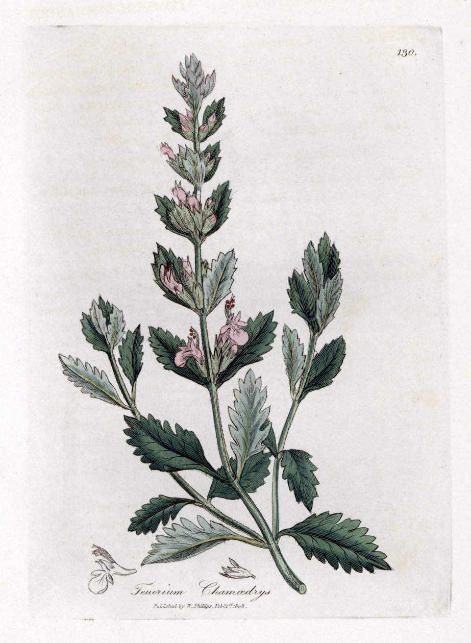 Germandree petit oak - جرثومة شائعة ، Teucrium chamaedrys. نقش على لوح نحاسي ملون يدويًا من رسم نباتي رسمه جيمس سوربي من ويليام وودفيل والسير ويليام جاكسون هوكر "" علم النبات الطبي ، "جون بون ، لندن بواسطة جيمس سويربي