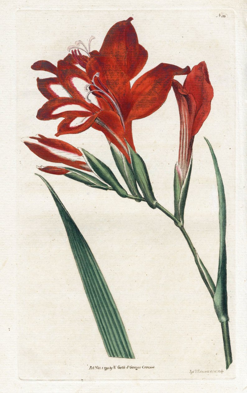 جلايول كاردينال - الطباعة الحجرية لجيمس سوربي (1757-1822) ، من المجلة النباتية بقلم ويليام كيرتس (1746-1799) بواسطة جيمس سويربي