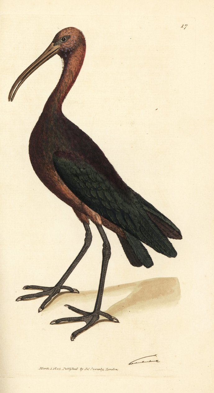أبو منجل اللامع ، Plegadis falcinellus (Bay ibis ، Tantalus falcinellus). نقش على لوح نحاسي ملون يدويًا بواسطة James Sowerby من The British Miscellany ، أو أشكال ملونة لموضوعات حيوانية جديدة أو نادرة أو غير معروفة. بواسطة جيمس سويربي