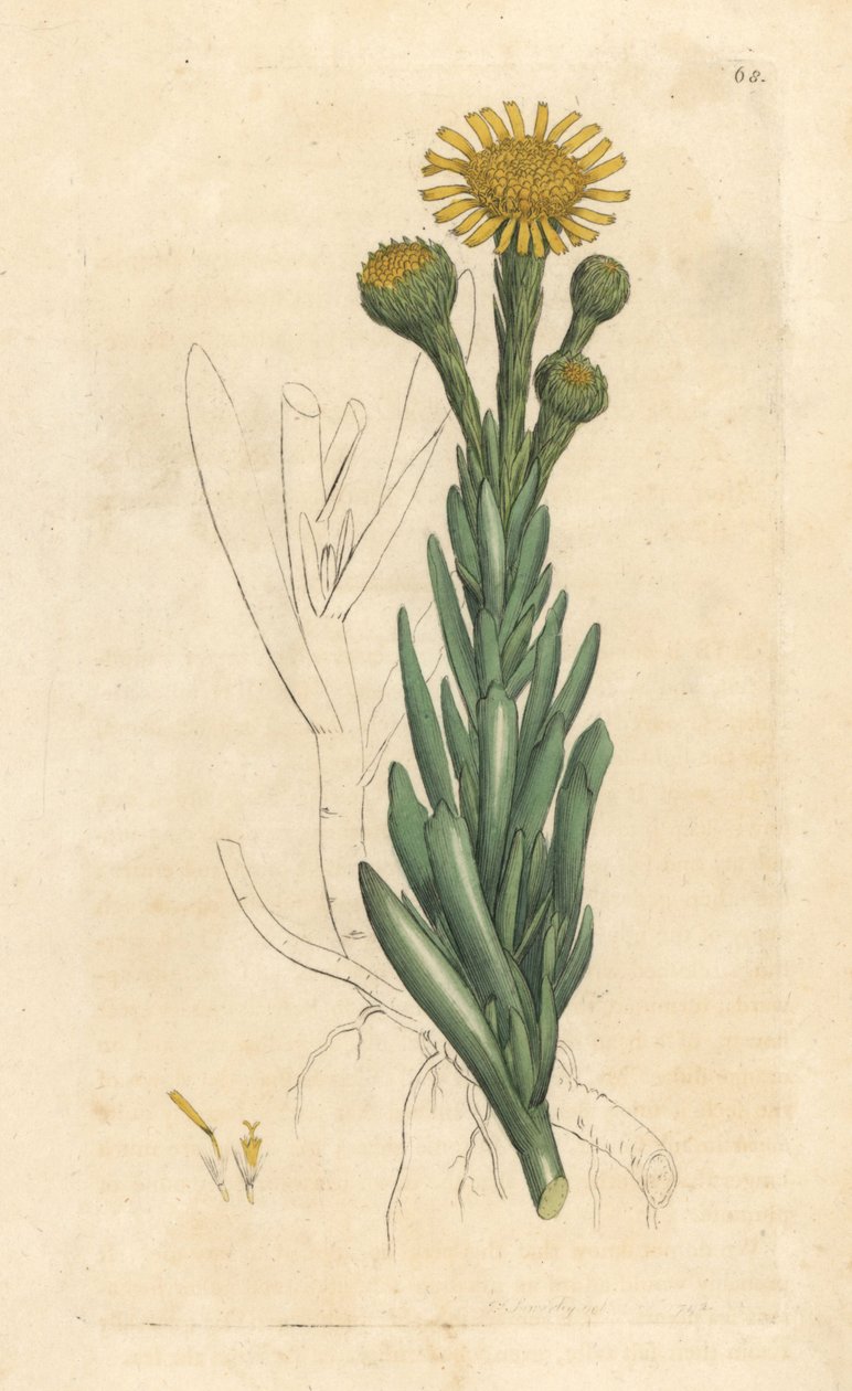 السامفير الذهبي ، Limbarda crithmoides (Samphire-Leabane ، Inula crithmoides) نقش على لوح نحاسي ملون يدويًا بعد رسم توضيحي بواسطة James Sowerby من James Smith