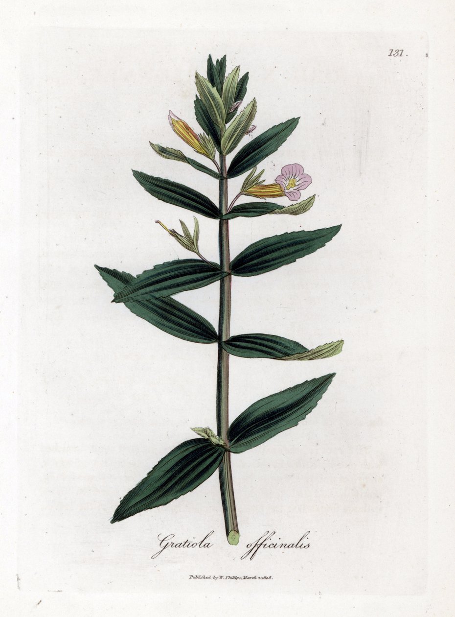 Gratiole officinale - Hedge-hyssop ، Gratiola officinalis. نقش على لوح نحاسي ملون يدويًا من رسم نباتي رسمه جيمس سوربي من ويليام وودفيل والسير ويليام جاكسون هوكر "" علم النبات الطبي ، "جون بون ، لندن بواسطة جيمس سويربي