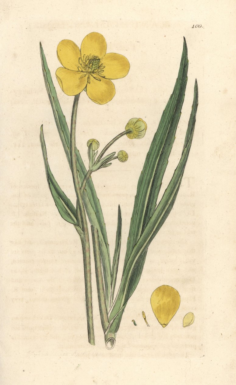 Spearwort كبيرة ، Ranunculus lingua نقش على صفيحة نحاسية ملونة يدويًا بعد رسم توضيحي بواسطة James Sowerby من علم النبات الإنجليزي لجيمس سميث ، لندن بواسطة جيمس سويربي