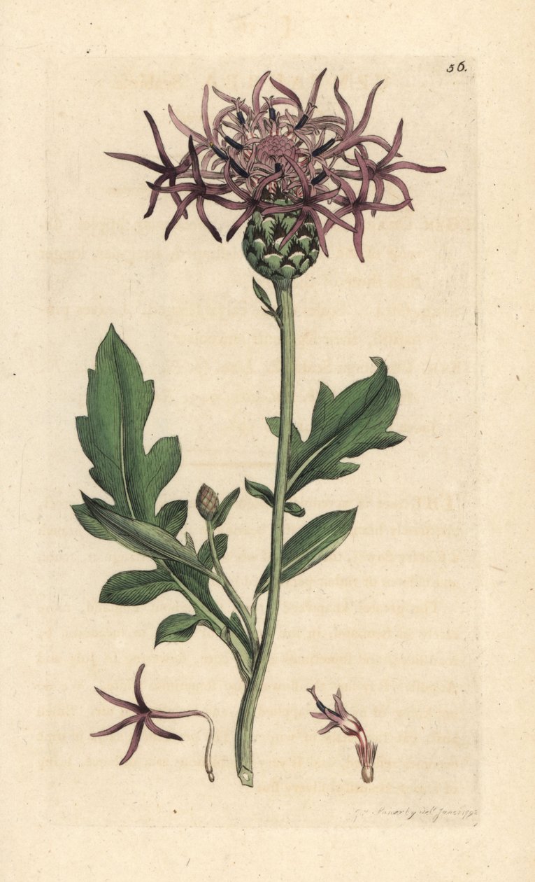 knapweed أكبر ، Centaurea scabiosa (Centauree scabieuse) نقش نحاسي ملون يدويًا بعد رسم توضيحي بواسطة James Sowerby من علم النبات الإنجليزي لجيمس سميث ، لندن بواسطة جيمس سويربي