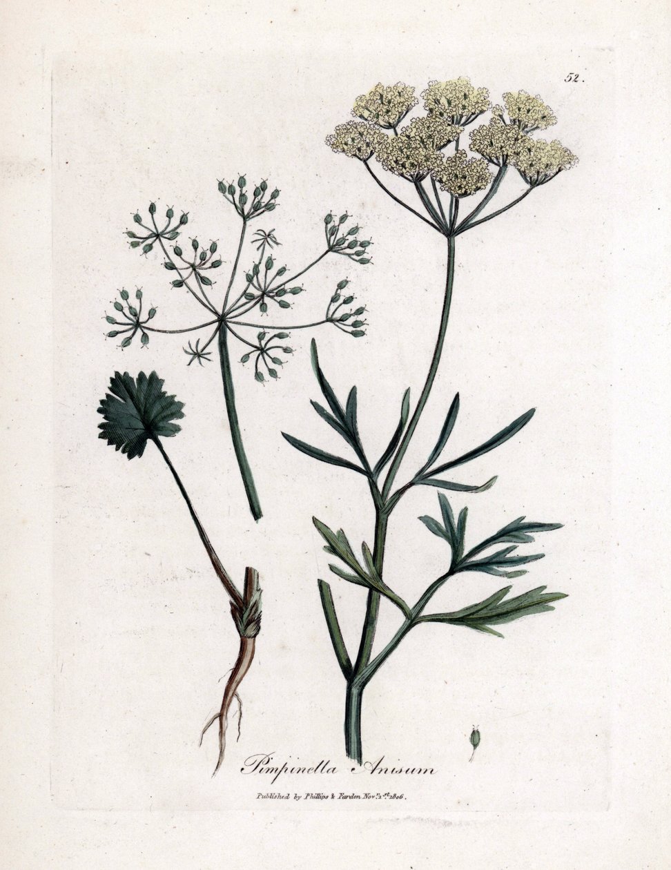 اليانسون الأخضر (Pimpinella anisum). نقش نحاسي ملون يدويًا من رسم توضيحي لجيمس سوربي. مقتطفات من كتاب ويليام وودفيل والسير ويليام جاكسون هوكر "" Botanique Medicinale "" 1832. اجتذب Sowerby الدؤوب (1757-1822) أكثر من بواسطة جيمس سويربي