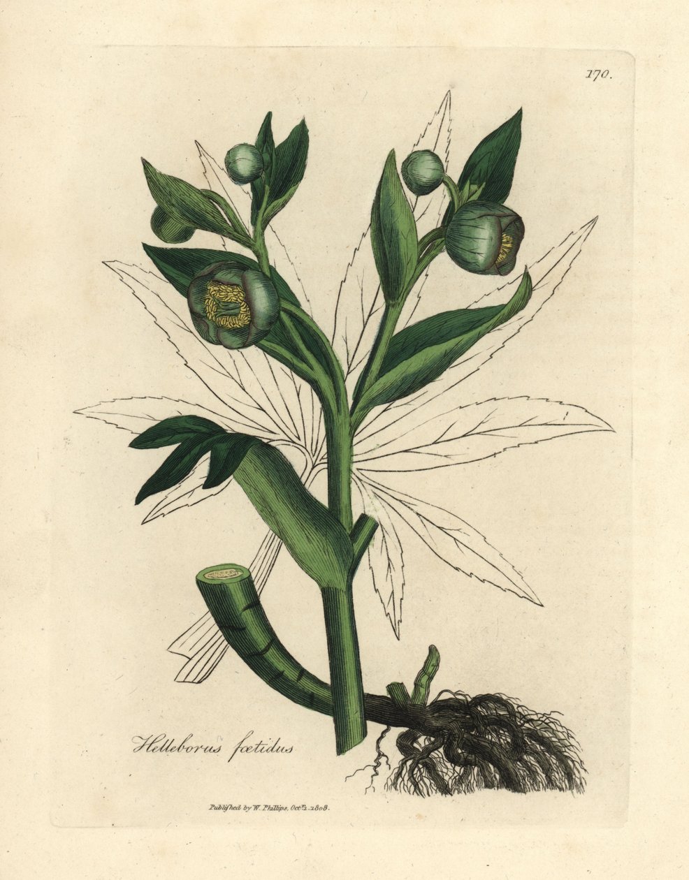 خربق نتنة خضراء مزهرة أو قدم دب ، Helleborus foetidus بواسطة جيمس سويربي