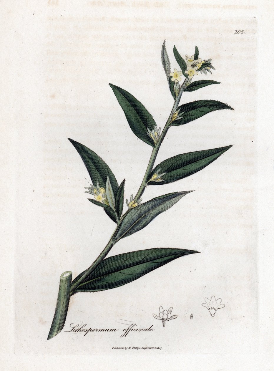 Gremil officinal أو عشب اللؤلؤ - Gromwell ، Lithospermum officinale. نقش على لوح نحاسي ملون يدويًا من رسم نباتي رسمه جيمس سوربي من ويليام وودفيل والسير ويليام جاكسون هوكر "" علم النبات الطبي ، "جون بون ، لندن بواسطة جيمس سويربي