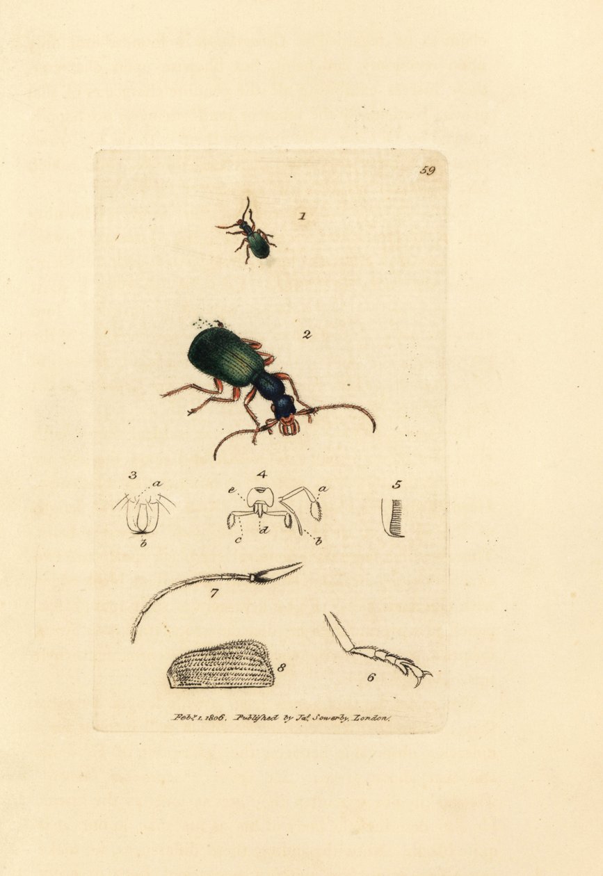 الخنفساء المطحونة ، Drypta dentata (carabus ذو الفم الذهبي ، Carabus chrysostomos). نقش على لوح نحاسي ملون يدويًا بواسطة James Sowerby من The British Miscellany ، أو أشكال ملونة لموضوعات حيوانية جديدة أو نادرة أو غير معروفة. بواسطة جيمس سويربي