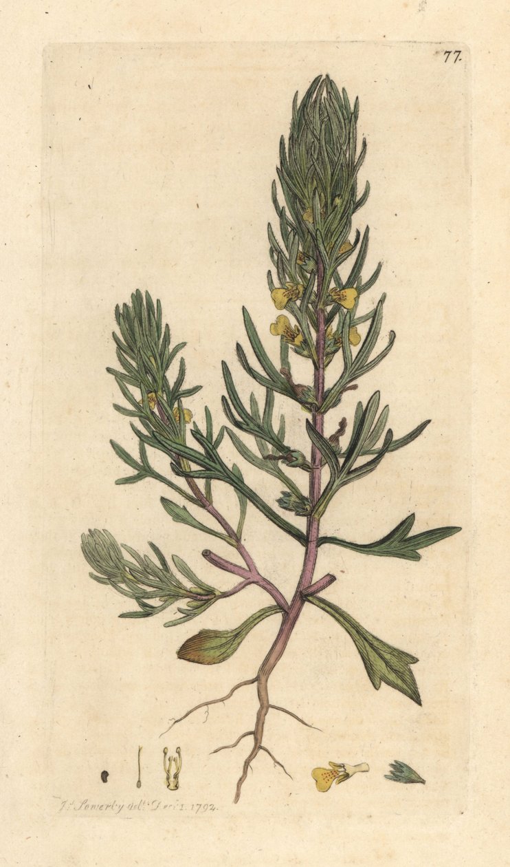 صنوبر أرضي ، Ajuga chamaepitys (التنوب) نقش على لوح نحاسي ملون يدويًا بعد رسم توضيحي بواسطة James Sowerby من علم النبات الإنجليزي لجيمس سميث ، لندن بواسطة جيمس سويربي
