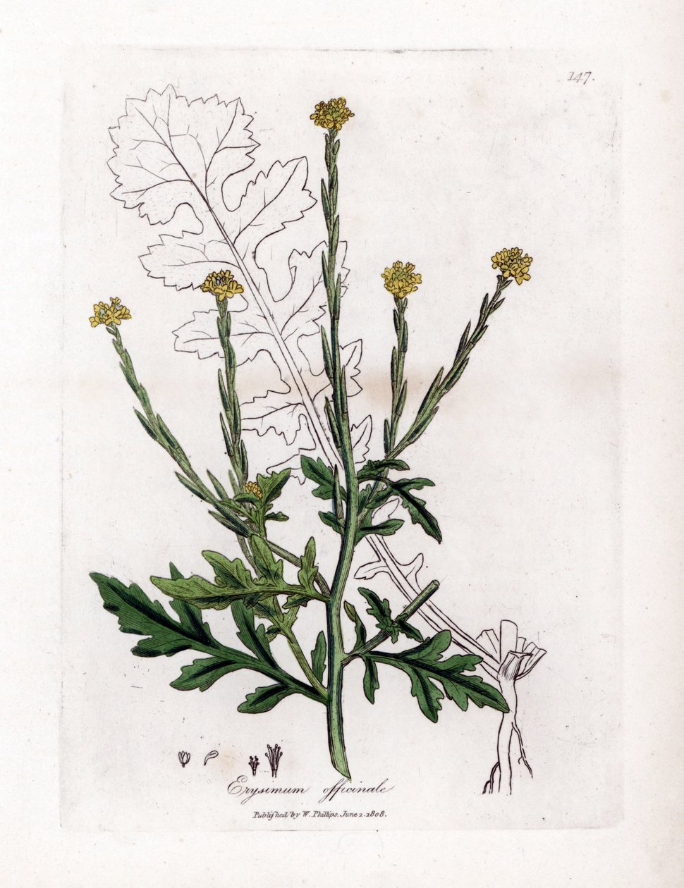 عشب مع مغني أو عشب سياج أو فيلار - خردل التحوط ، Erysium officinale. نقش على لوح نحاسي ملون يدويًا من رسم نباتي رسمه جيمس سوربي من ويليام وودفيل و "" علم النبات الطبي للسير ويليام جاكسون هوكر ، "جون بون ، لون بواسطة جيمس سويربي