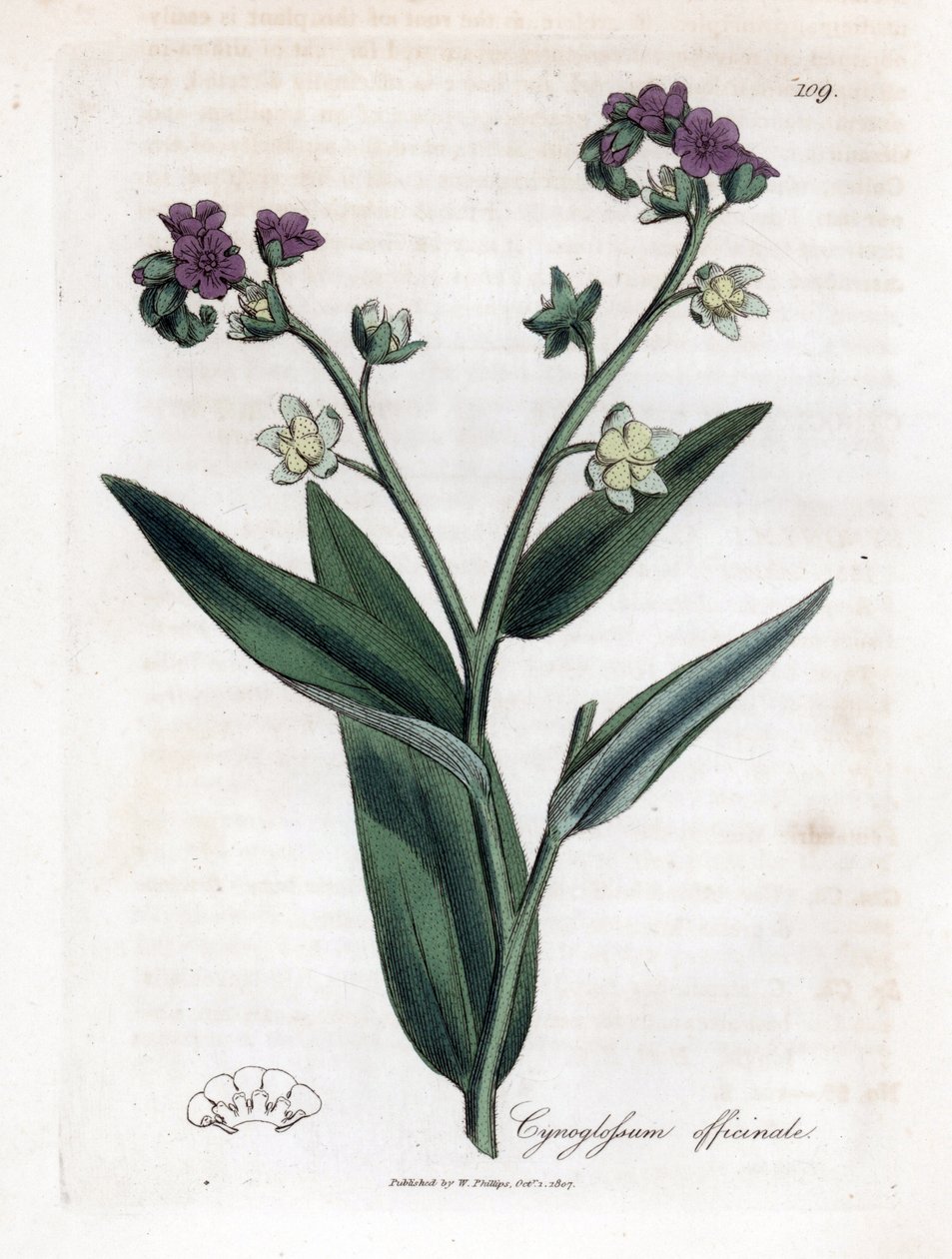 لسان الكلب ، Cynoglossum officinale. نقش على لوح نحاسي ملون يدويًا من رسم نباتي رسمه جيمس سوربي من ويليام وودفيل والسير ويليام جاكسون هوكر "" علم النبات الطبي ، "جون بون ، لندن بواسطة جيمس سويربي