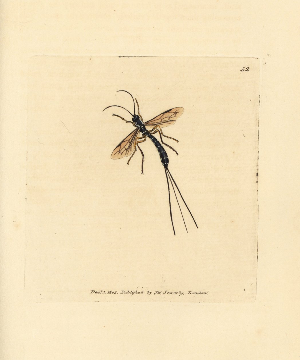 ذبابة إخنيومون، ريسا بيرسواسوريا (Ichneumon persuasorius). نقش على صفيحة نحاسية ملونة يدويًا بواسطة جيمس سويربي من The British Miscellany، أو أشكال ملونة لموضوعات حيوانية جديدة أو نادرة أو غير معروفة. بواسطة جيمس سويربي
