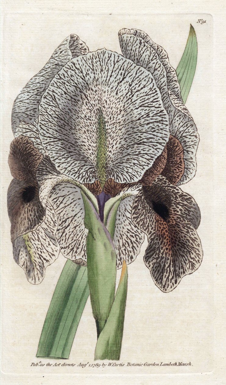 Iris de Charlcedoine أو Susa - الطباعة الحجرية بواسطة James Sowerby (1757-1822) ، من المجلة النباتية لـ William Curtis (1746-1799) بواسطة جيمس سويربي