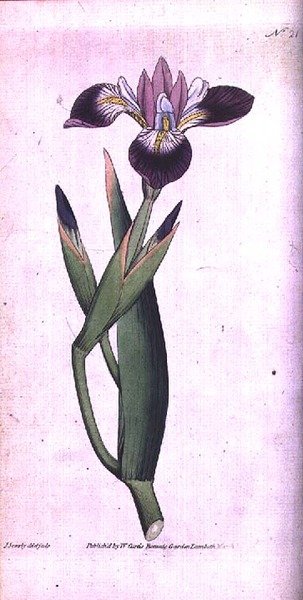 Iris vericolour ، اللوحة 21 من William Curtis "The Botanical Magazine" (أو "Flower Garden Displayed) ، نقشها الفنان ، حانة. 1787 (نقش) بواسطة جيمس سويربي