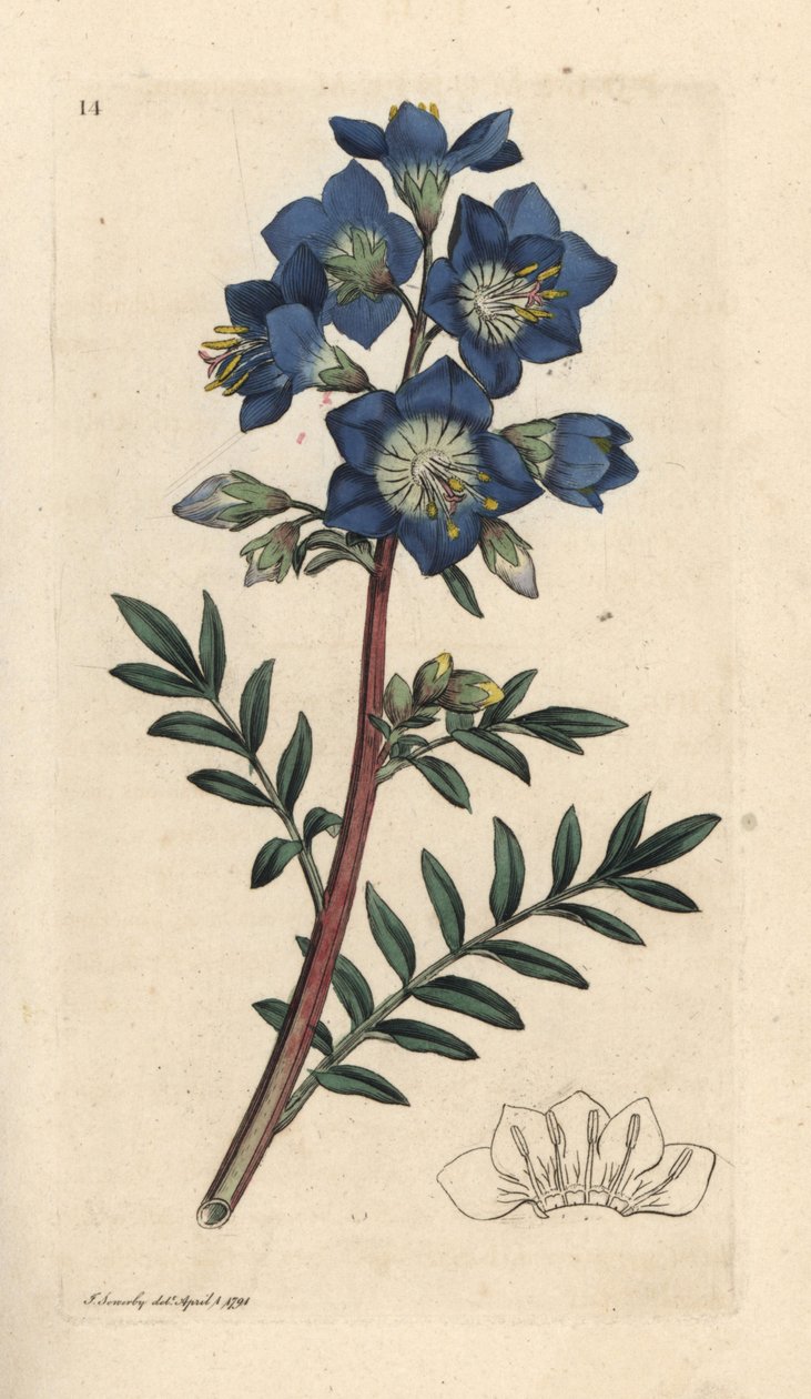 سلم يعقوب أو حشيشة الهر اليونانية ، Polemonium caeruleum نقش على لوح نحاسي ملون يدويًا بعد رسم توضيحي بواسطة جيمس سوربي من علم النبات الإنجليزي لجيمس سميث ، لندن بواسطة جيمس سويربي