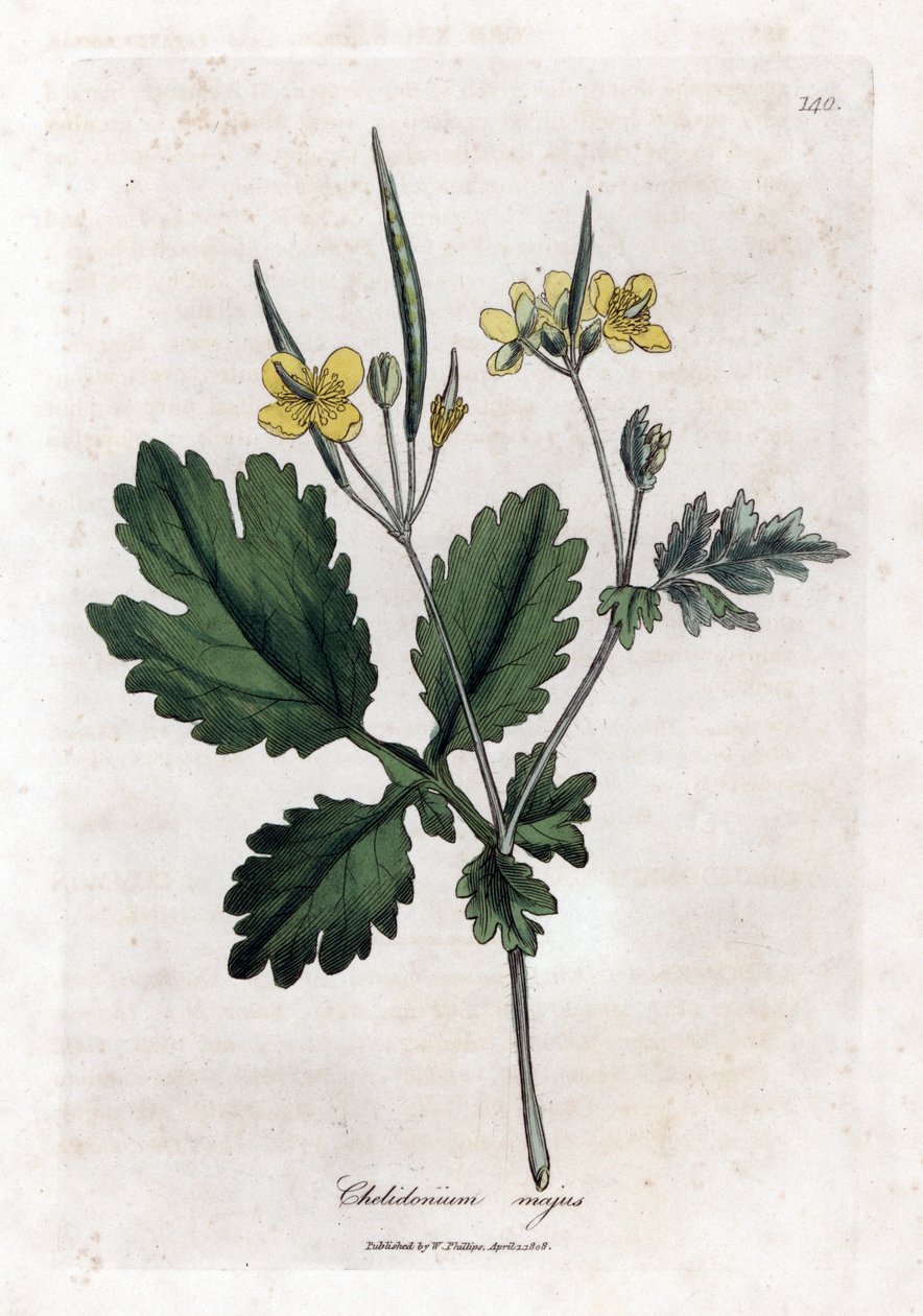 chelidoine كبير أو ضوء كبير - بقلة الخطاطيف الكبرى ، Chelidonium majus. نقش على لوح نحاسي ملون يدويًا من رسم نباتي رسمه جيمس سوربي من ويليام وودفيل والسير ويليام جاكسون هوكر "" علم النبات الطبي ، "جون بون ، لندن بواسطة جيمس سويربي