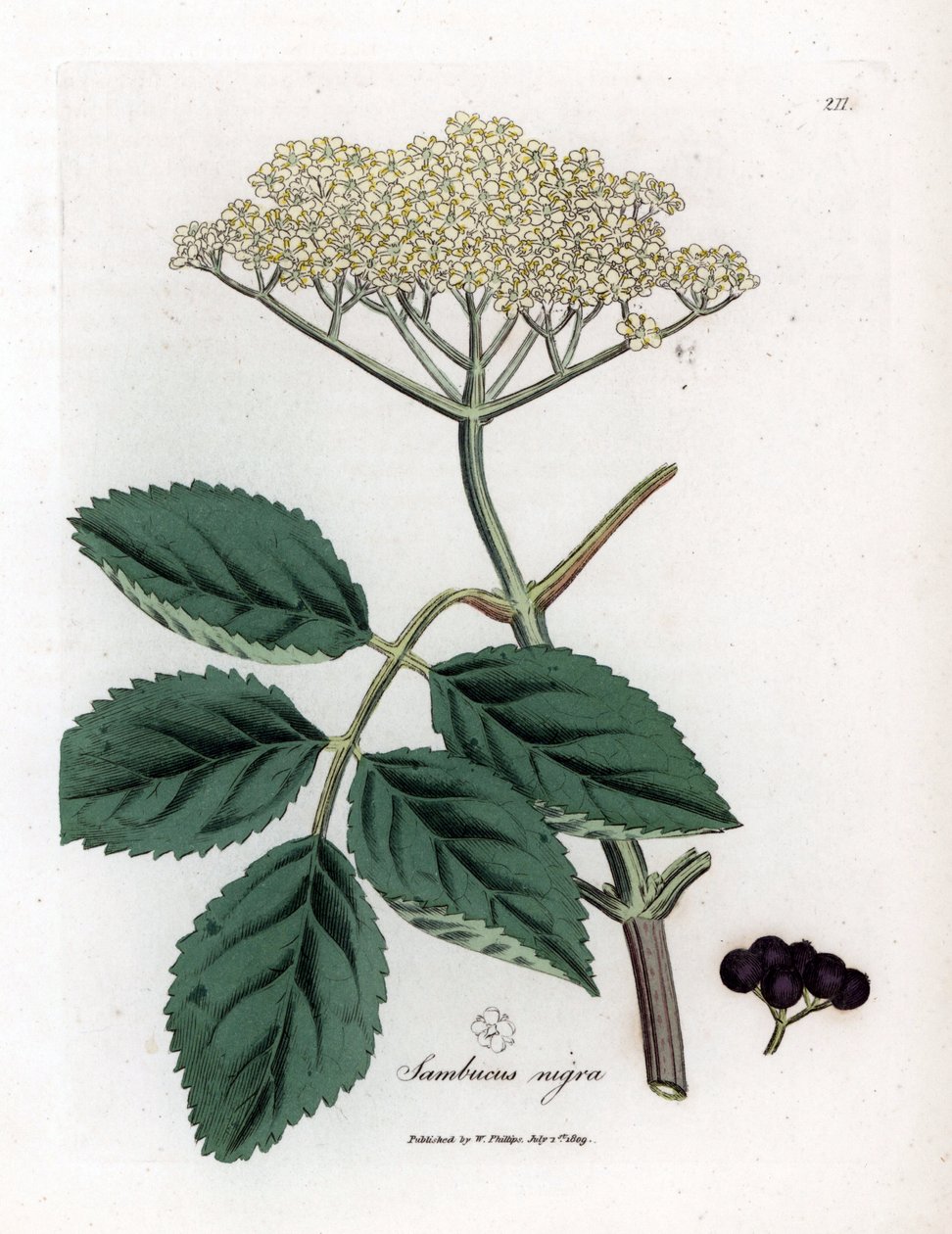 البلسان الكبير أو البلسان الأسود - شجرة البلسان السوداء الشائعة ، Sambucus nigra. نقش على لوح نحاسي ملون يدويًا من رسم نباتي رسمه جيمس سوربي من ويليام وودفيل والسير ويليام جاكسون هوكر "" علم النبات الطبي ، "جون بون ، لندن بواسطة جيمس سويربي