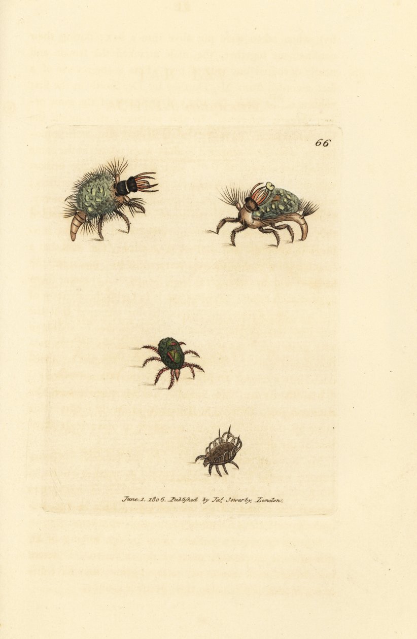 يرقة Hemerobius (الدانتيل) مغطاة بالحزاز ، مع العث ، Acarus amictus وعث السلة الصغير ، Acarus corbicula. نقش على لوح نحاسي ملون يدويًا بواسطة James Sowerby من The British Miscellany ، أو شخصيات ملونة لعاني جديد أو نادر أو غير معروف بواسطة جيمس سويربي