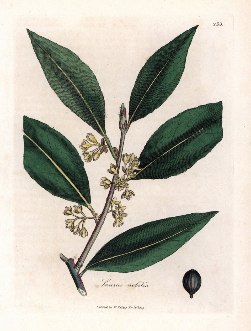 صلصة لوريير. نقش نحاسي ملون يدويًا من رسم لجيمس سوربي (1757-1822) في Botanique Medicinale بواسطة جيمس سويربي