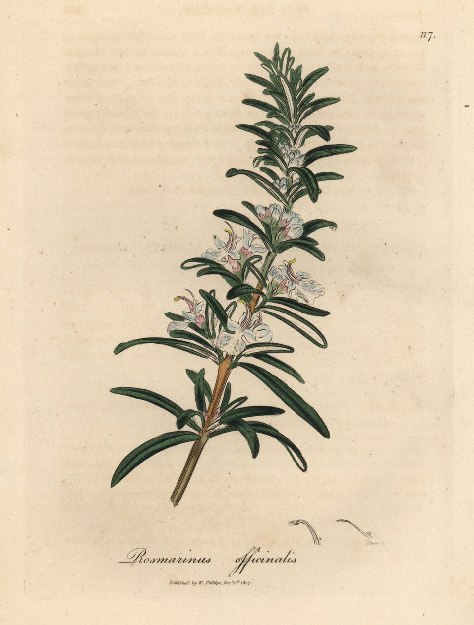 إكليل الجبل المزهر باللون الأزرق الفاتح ، Rosmarinus officinalis بواسطة جيمس سويربي