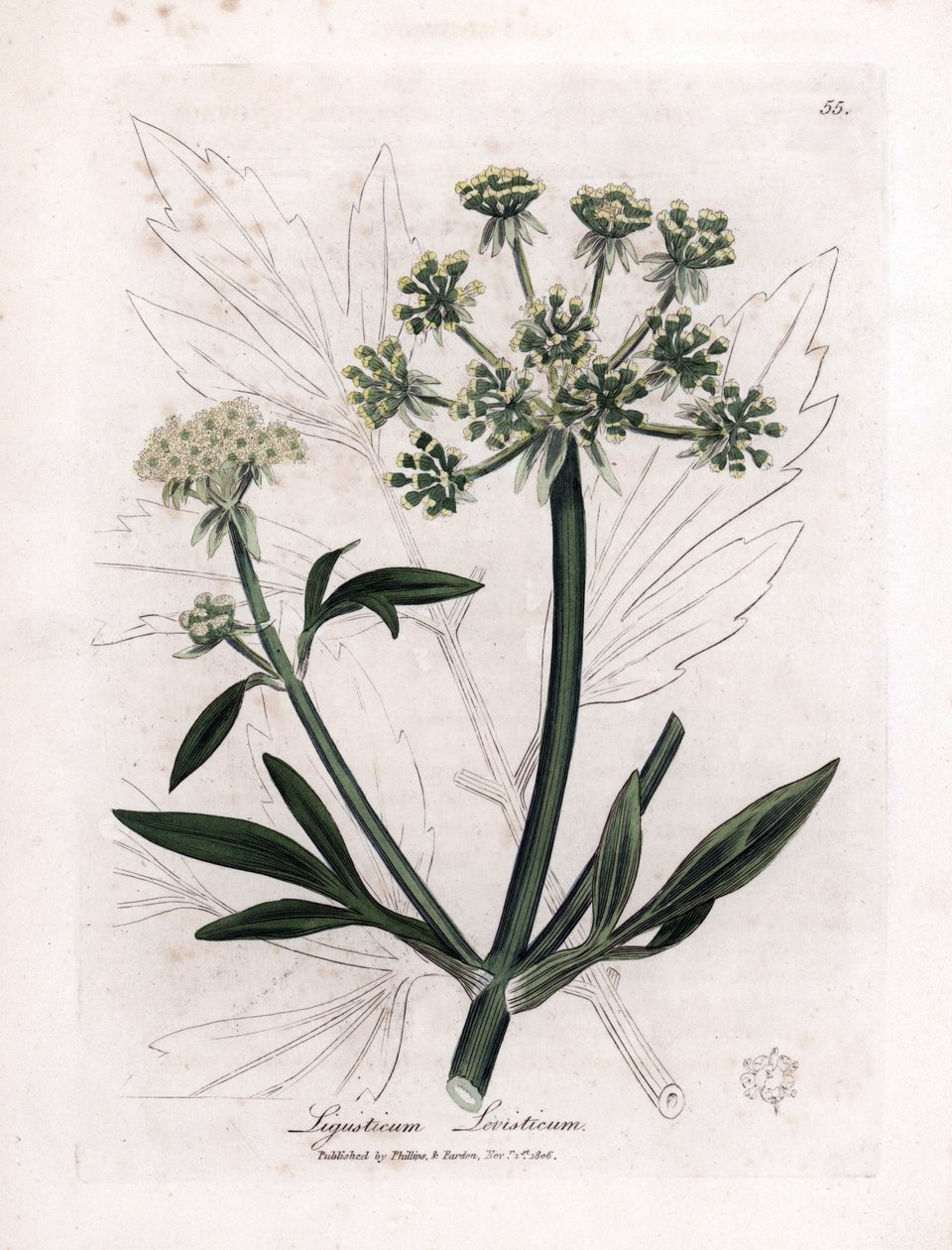 Liveche (Ligustium levistium) أو وجع الجبل. نقش نحاسي ملون يدويًا من رسم توضيحي لجيمس سوربي. مقتطف من كتاب ويليام وودفيل والسير ويليام جاكسون هوكر "" Botanique medicalinale "" 1832. The Sowerby الذي لا يكل (1757-1822) بواسطة جيمس سويربي