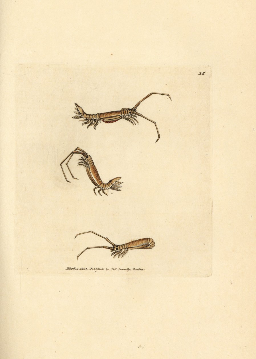 إيزوبود طويل القرن ، Astacilla longicornis (Oniscus longicornis). نقش على لوح نحاسي ملون يدويًا بواسطة James Sowerby من The British Miscellany ، أو أشكال ملونة لموضوعات حيوانية جديدة أو نادرة أو غير معروفة. بواسطة جيمس سويربي