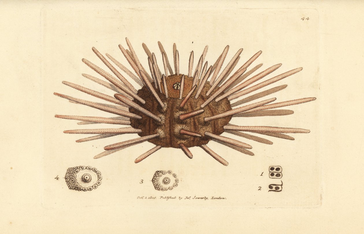 قلم أردواز طويل العمود الفقري قنفذ البحر ، سيداريس سيداريس (Echinus cidaris). نقش على لوح نحاسي ملون يدويًا بواسطة James Sowerby من The British Miscellany ، أو أشكال ملونة لموضوعات حيوانية جديدة أو نادرة أو غير معروفة. بواسطة جيمس سويربي