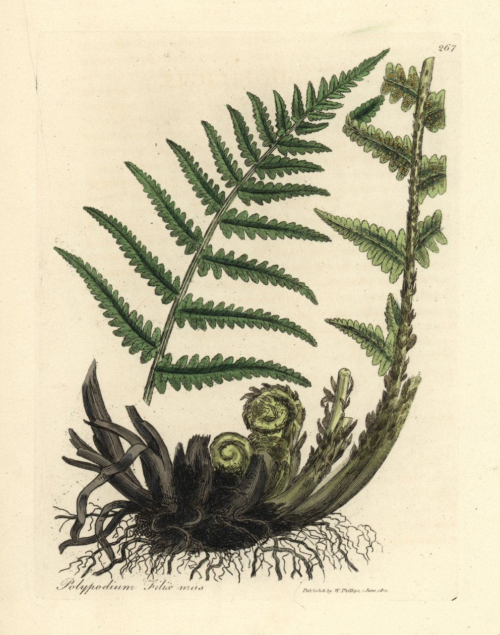 ذكر السرخس polypody ، polypodium filix ذكر بواسطة جيمس سويربي
