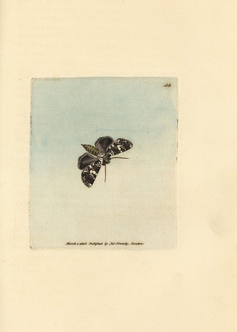 عثة الإكليل الرخامية ، Hadena confusa (Phalaena x-scriptum). نقش على لوح نحاسي ملون يدويًا بواسطة James Sowerby من The British Miscellany ، أو أشكال ملونة لموضوعات حيوانية جديدة أو نادرة أو غير معروفة. بواسطة جيمس سويربي