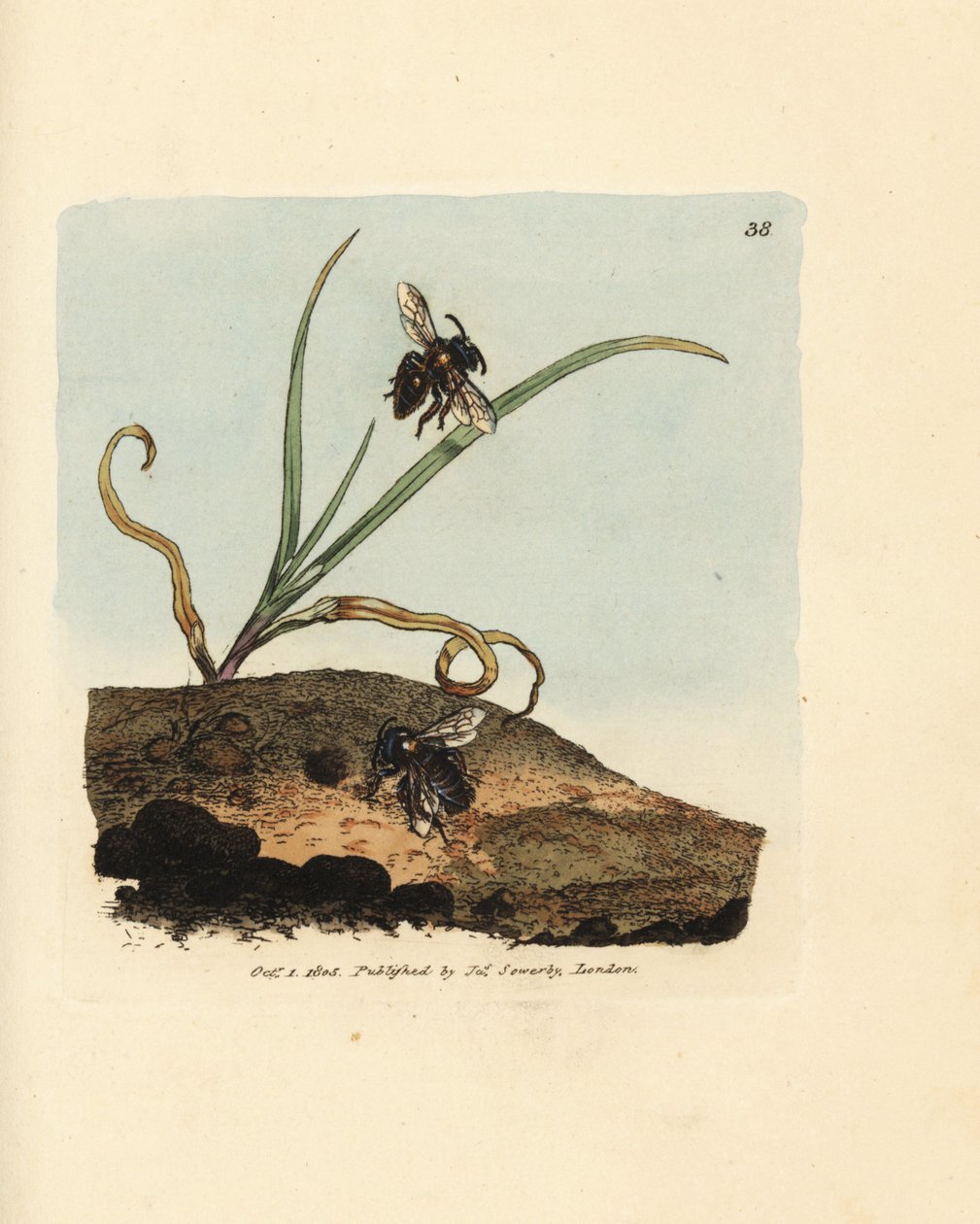 نحلة التعدين ، Andrena nigroaenea (Melitta nigro-aenea). نقش على لوح نحاسي ملون يدويًا بواسطة James Sowerby من The Miscellany البريطاني ، أو أشكال ملونة لموضوعات حيوانية جديدة أو نادرة أو قليلة الشهرة. بواسطة جيمس سويربي