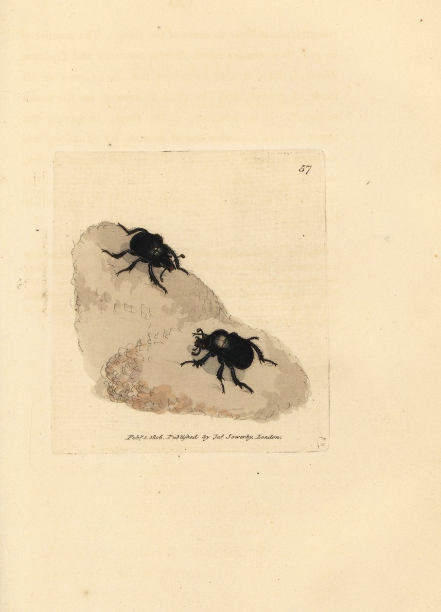 خنفساء مينوتور ، Typhaeus typhoeus (Scarabaeus pumilus). نقش على لوح نحاسي ملون يدويًا بواسطة James Sowerby من The British Miscellany ، أو أشكال ملونة لموضوعات حيوانية جديدة أو نادرة أو غير معروفة. بواسطة جيمس سويربي