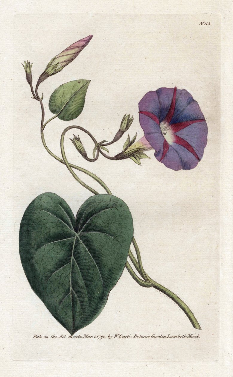مجد الصباح أو إيبومي - الطباعة الحجرية لجيمس سوربي (1757-1822) ، من مجلة ويليام كيرتس النباتية (1746-1799) بواسطة جيمس سويربي