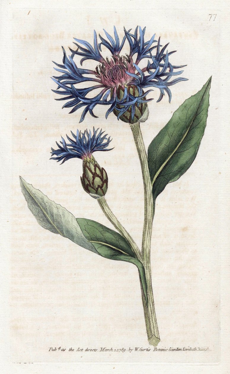 Mountain Centauree أو Perennial Blueberry - مطبوعات حجرية بواسطة James Sowerby (1757-1822) ، من مجلة William Curtis النباتية (1746-1799) بواسطة جيمس سويربي