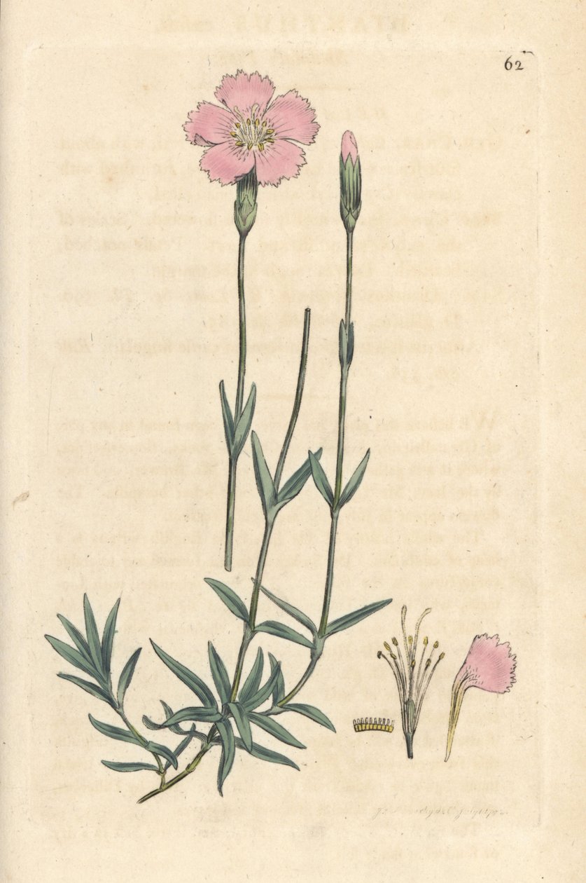 الجبل الوردي ، Dianthus caesius. نقش على لوح نحاسي ملون يدويًا بعد رسم توضيحي لجيمس سوربي من علم النبات الإنجليزي لجيمس سميث ، لندن بواسطة جيمس سويربي