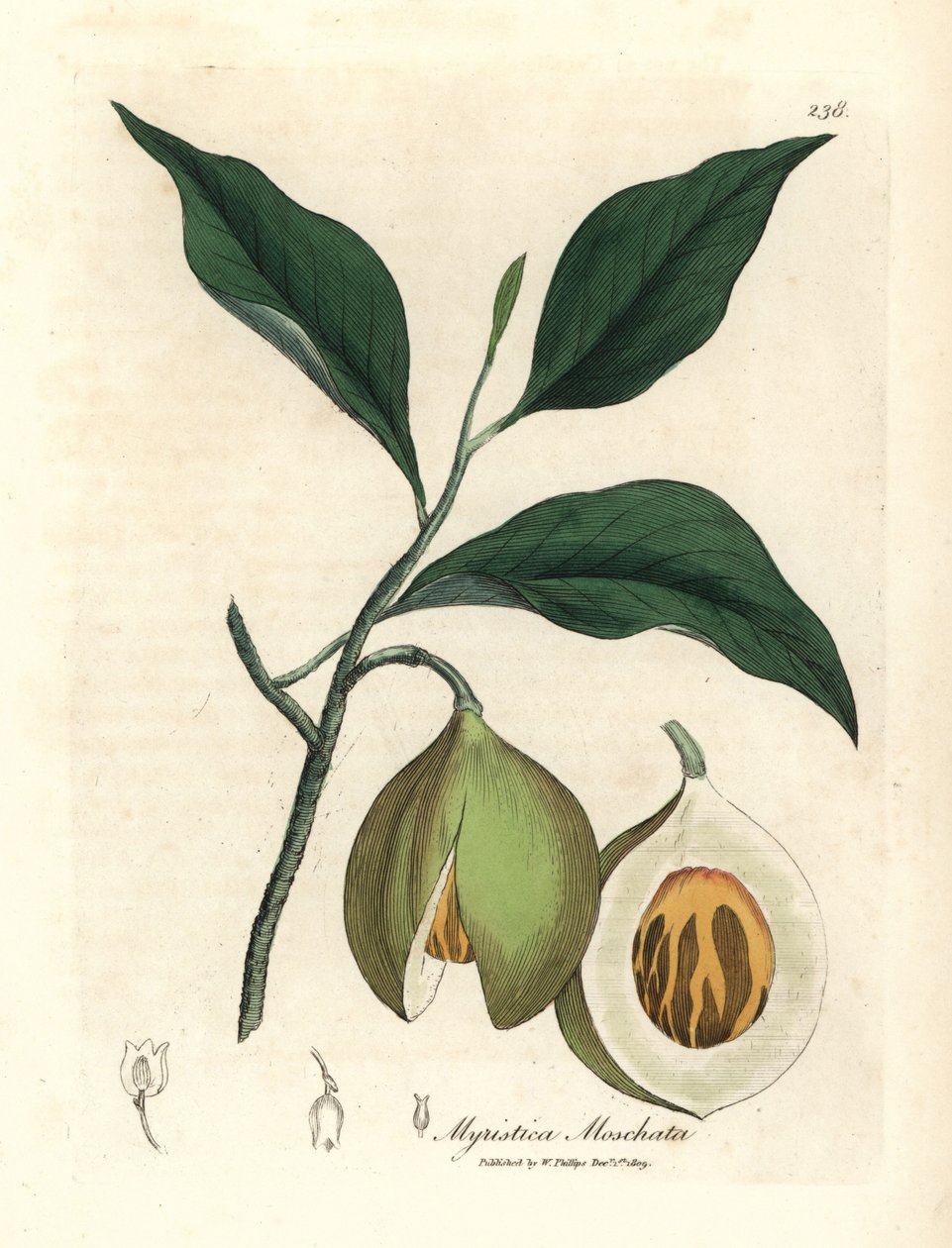 جوزة الطيب وشجرة الصولجان ، Myristica moschata ، Myristica fragrans بواسطة جيمس سويربي