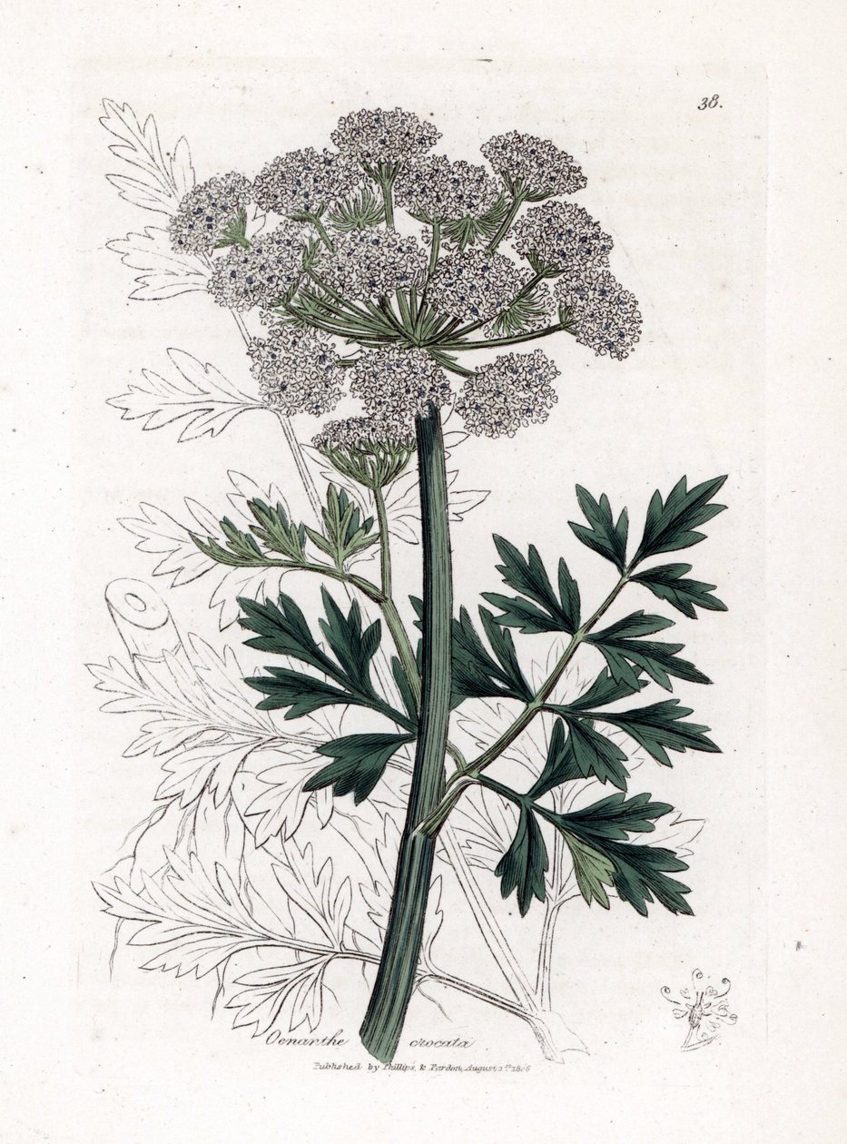 Oenanthe safranee - هيملوك قطرة الماء ، Oenanthe crocata. نقش على لوح نحاسي ملون يدويًا من رسم نباتي رسمه جيمس سوربي من ويليام وودفيل والسير ويليام جاكسون هوكر "" علم النبات الطبي ، "جون بون ، لندن بواسطة جيمس سويربي